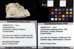 Foto (Objket + Etiketten) von Cycloprosopon sp. 